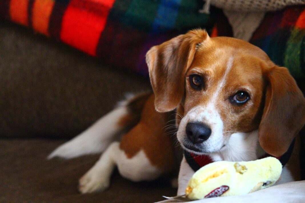 beagle-e1657700548993